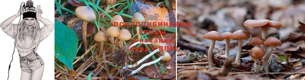 таблы Новозыбков